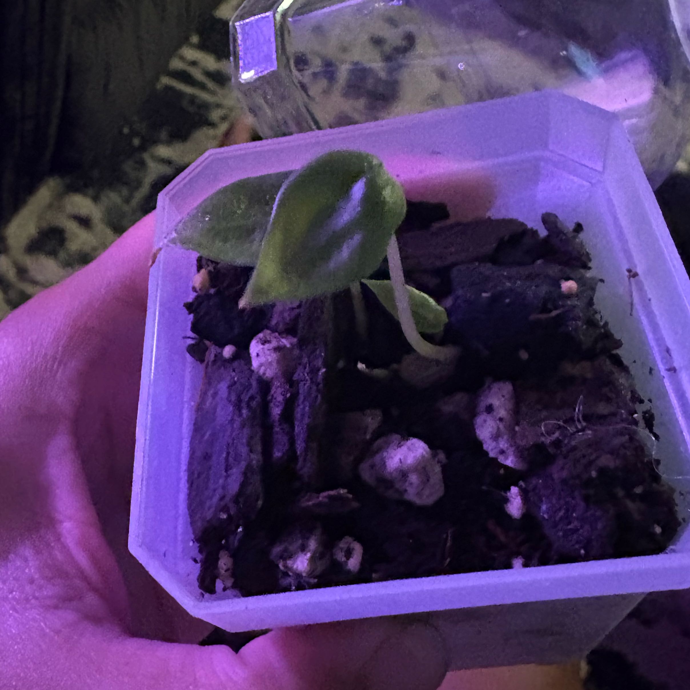 Photo of the plant species Alocasia Metallic Blue by @IdealLaceflower named Treeyoncé on Greg, the plant care app