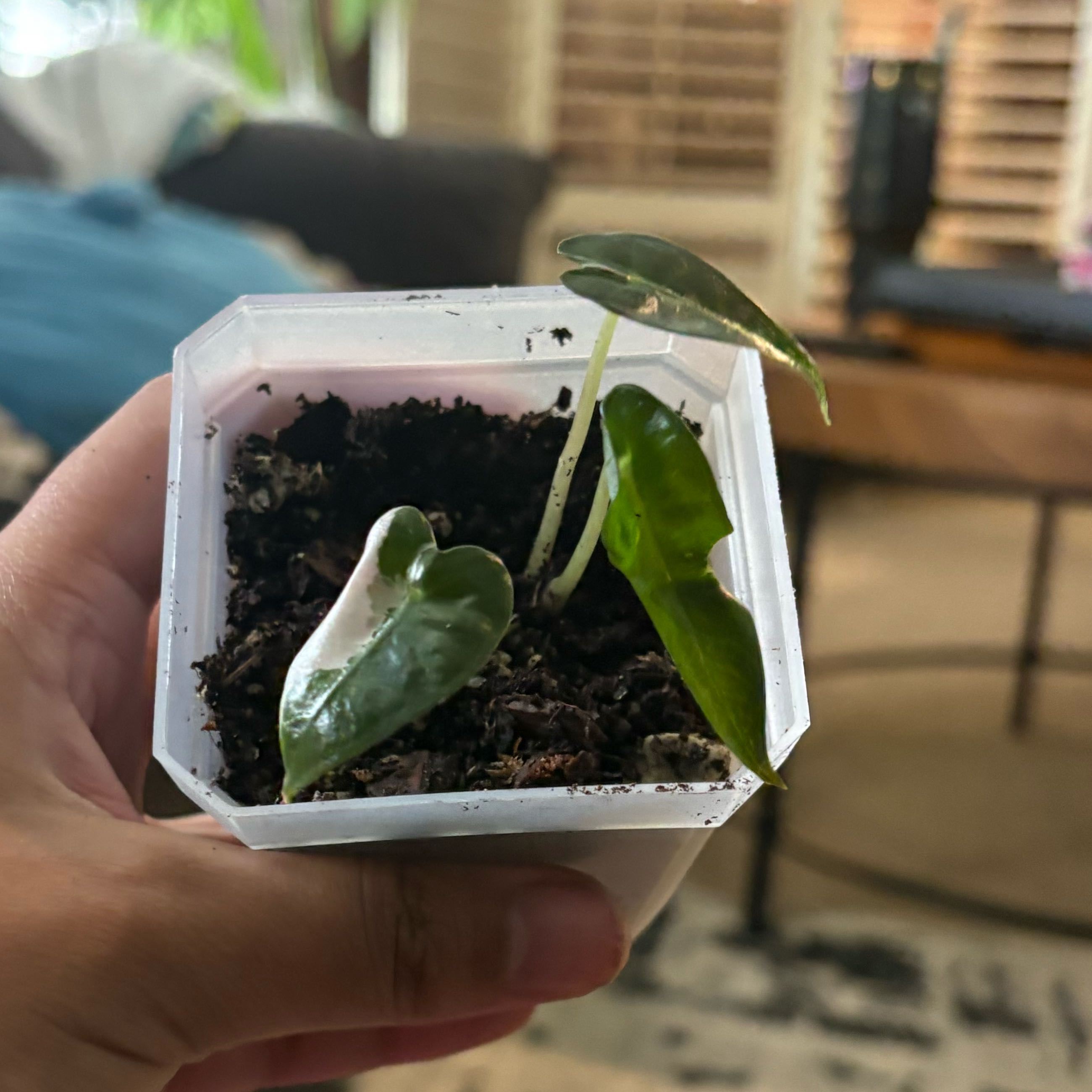 Photo of the plant species Alocasia Bambino Variegated Pink by @IdealLaceflower named Anne on Greg, the plant care app