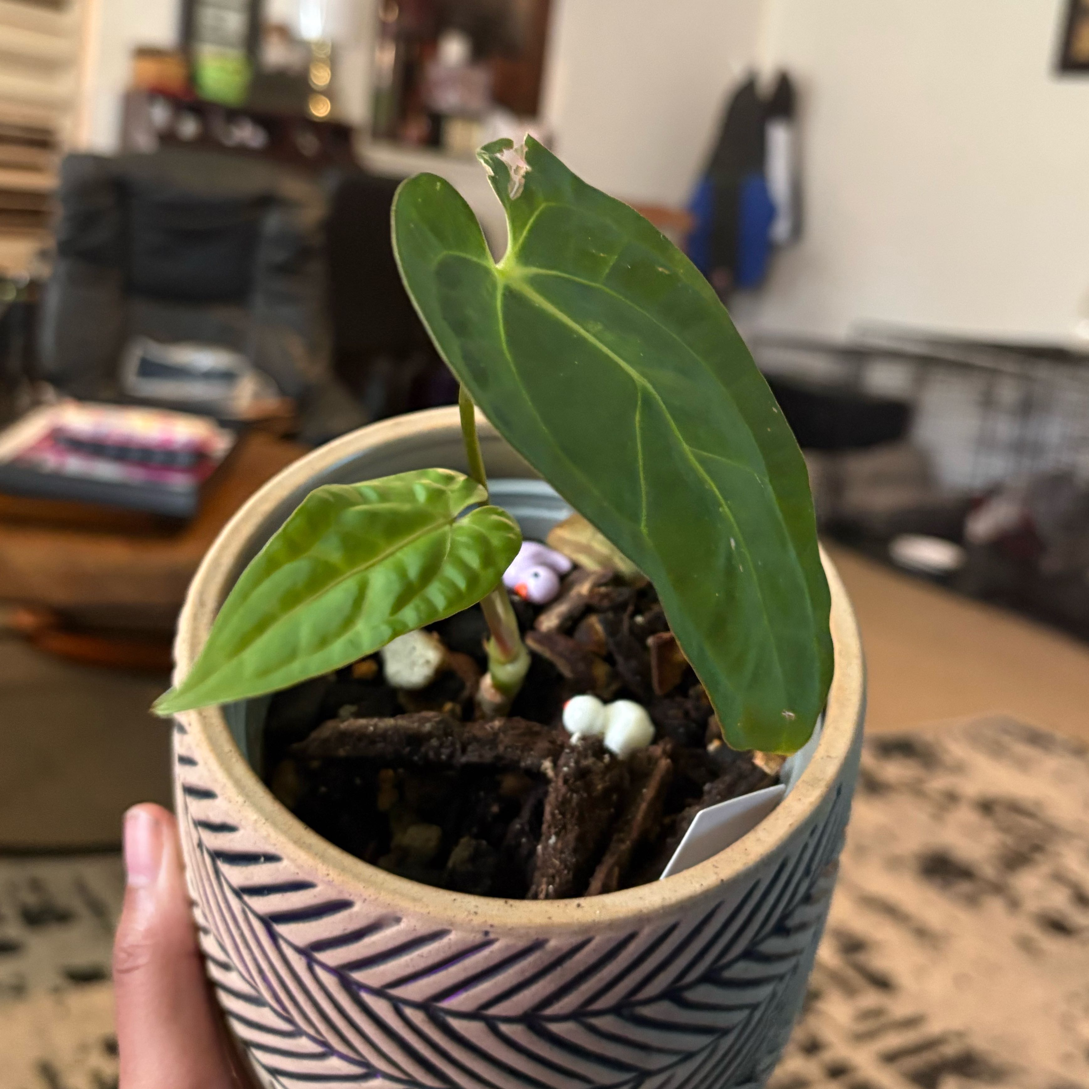 Photo of the plant species Anthurium papillilaminum by @IdealLaceflower named Lebron on Greg, the plant care app