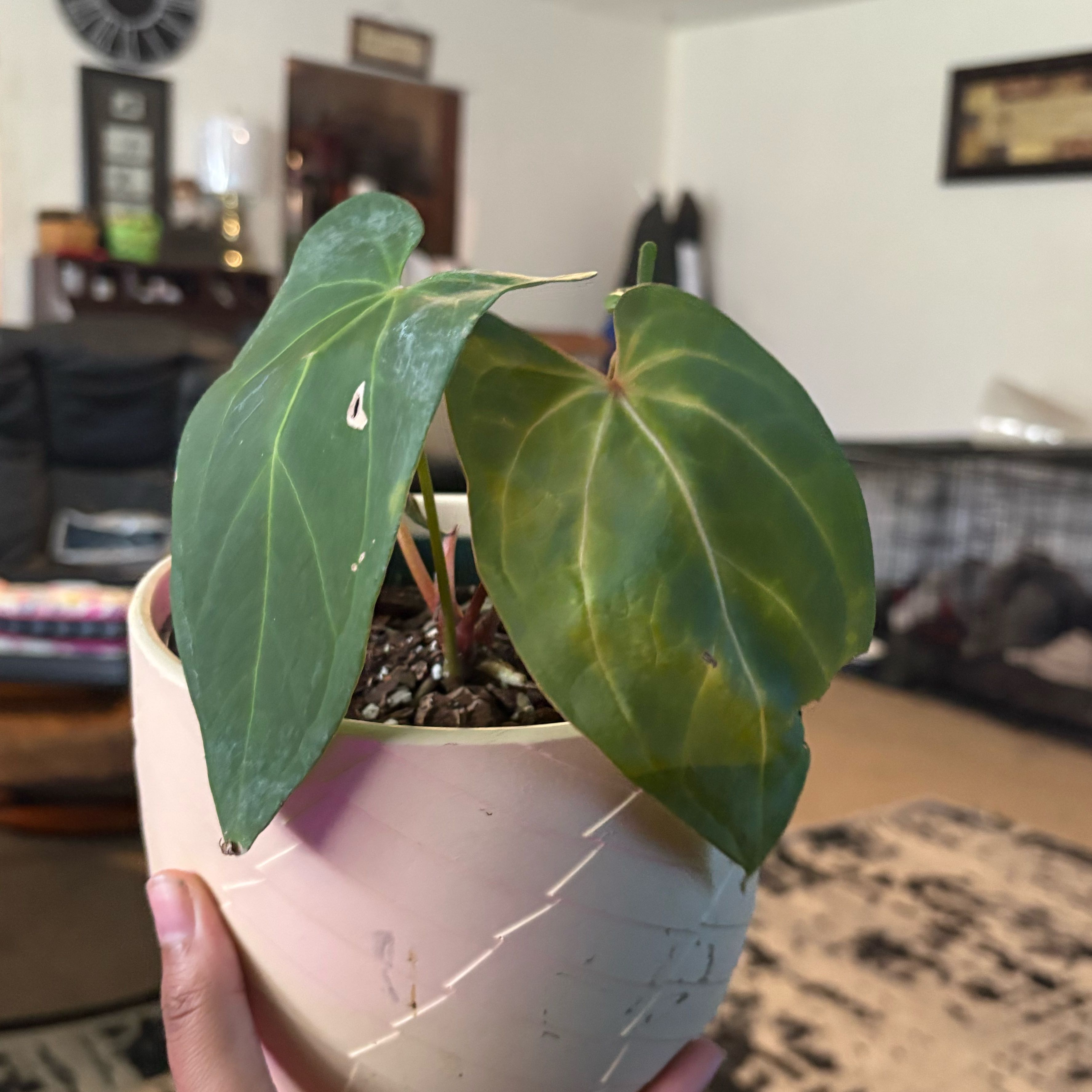 Photo of the plant species Anthurium warocqueanum by @IdealLaceflower named Tupot amaroot on Greg, the plant care app