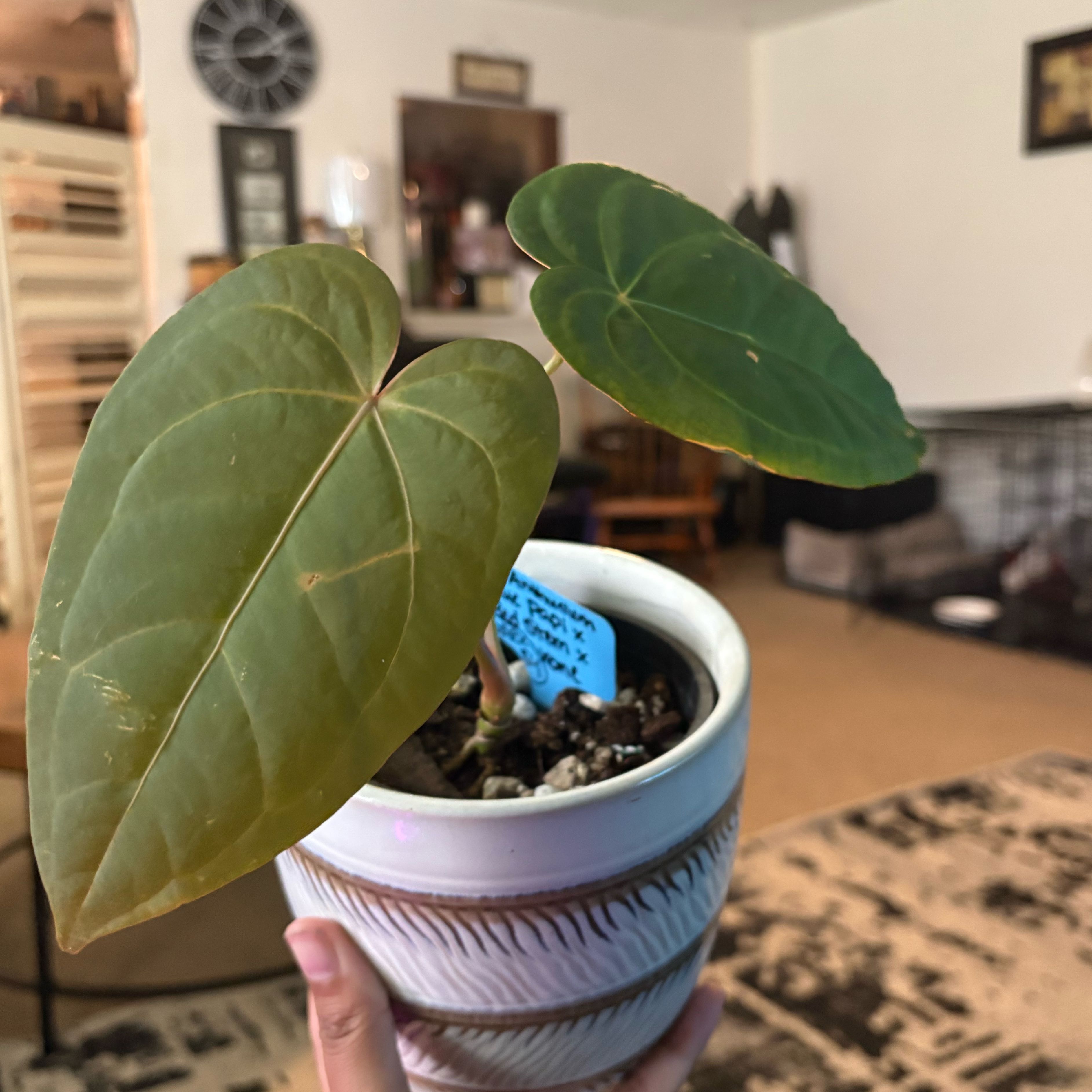 Photo of the plant species AAnthurium Papillilaminum Blue by @IdealLaceflower named Rihanna on Greg, the plant care app