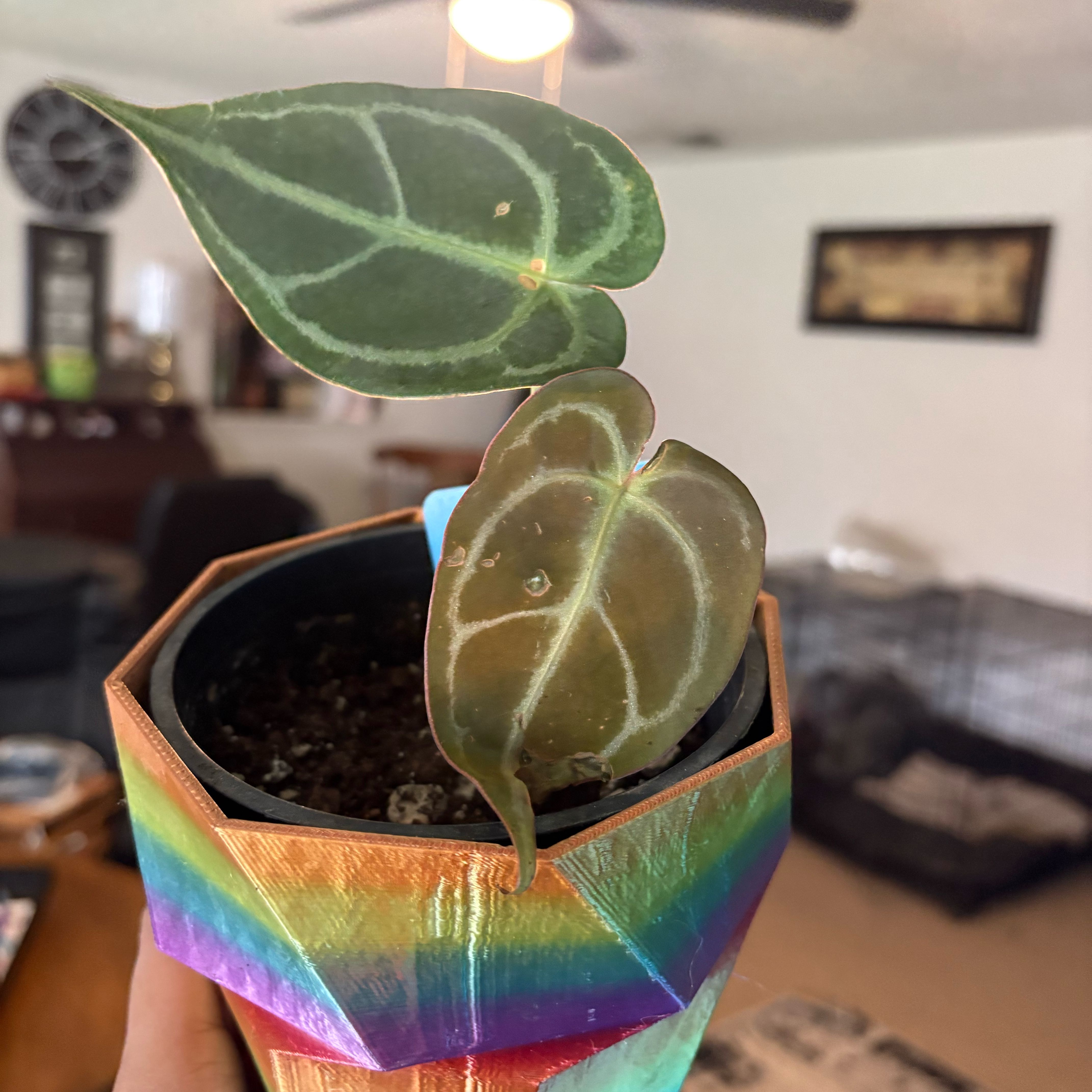 Photo of the plant species Anthurium Xenomorph by @IdealLaceflower named Harry on Greg, the plant care app