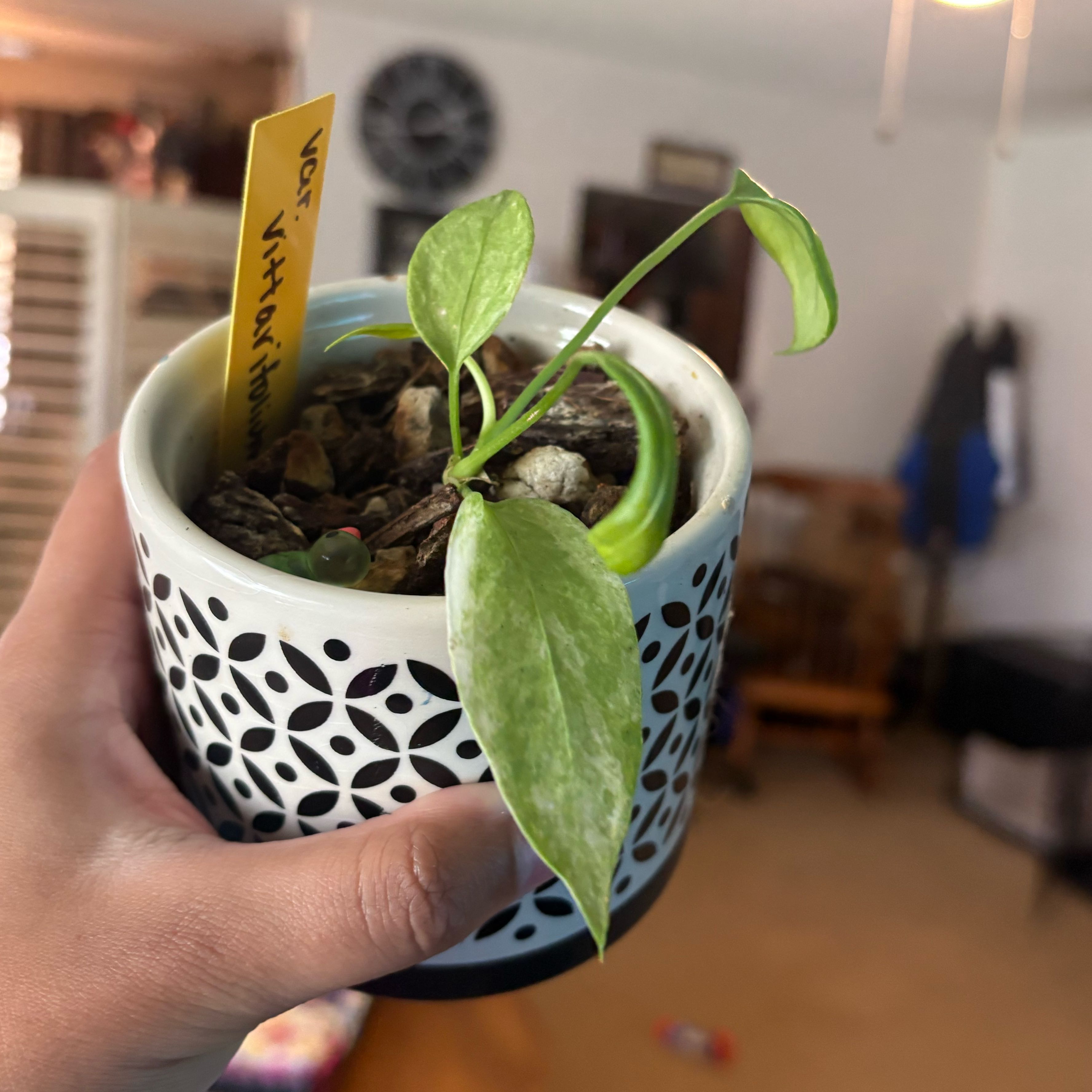 Photo of the plant species Anthurium Vittariifolium Variegated by @IdealLaceflower named Muhammad Ali on Greg, the plant care app