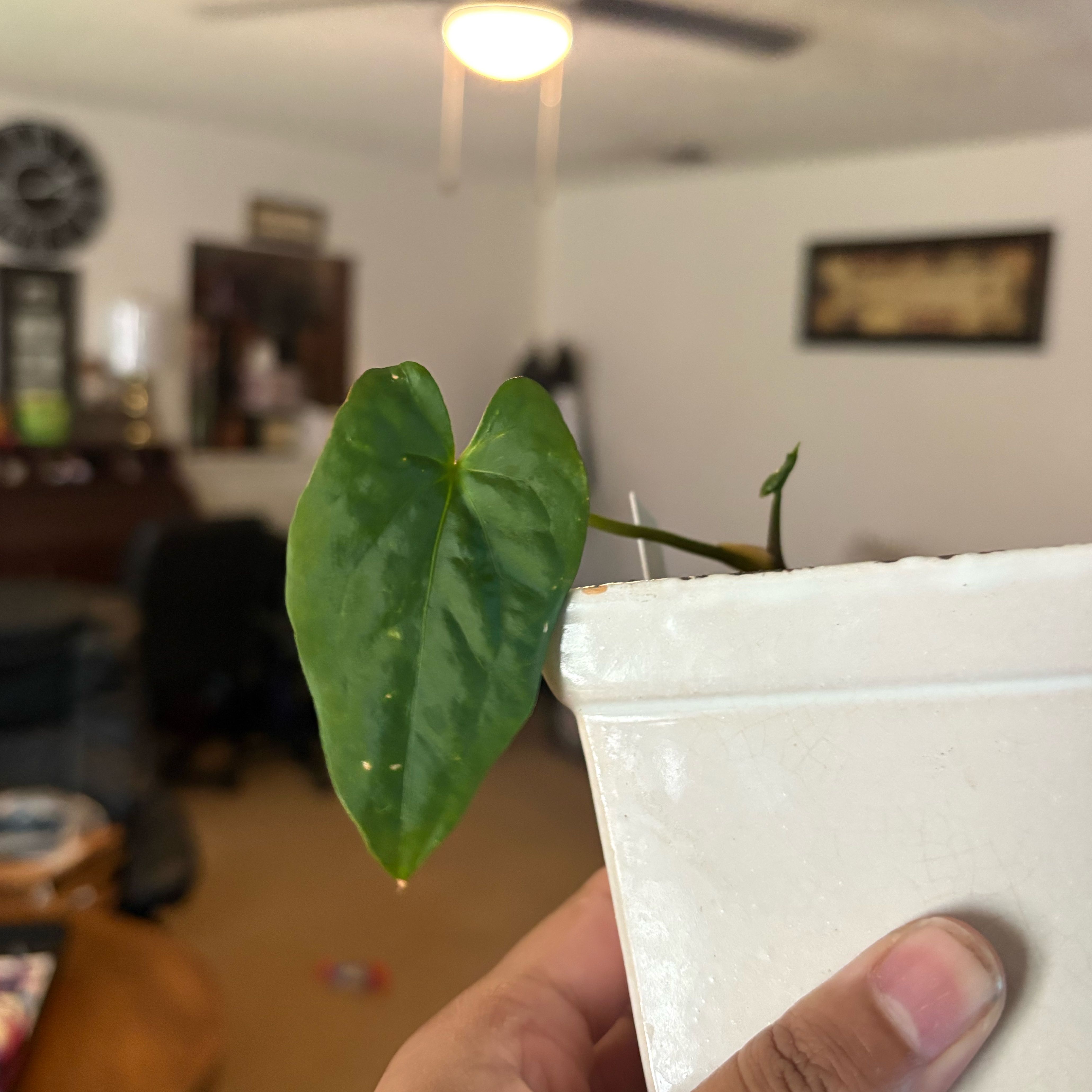 Photo of the plant species Anthurium Fort Sherman X Luxurians by @IdealLaceflower named Harper on Greg, the plant care app