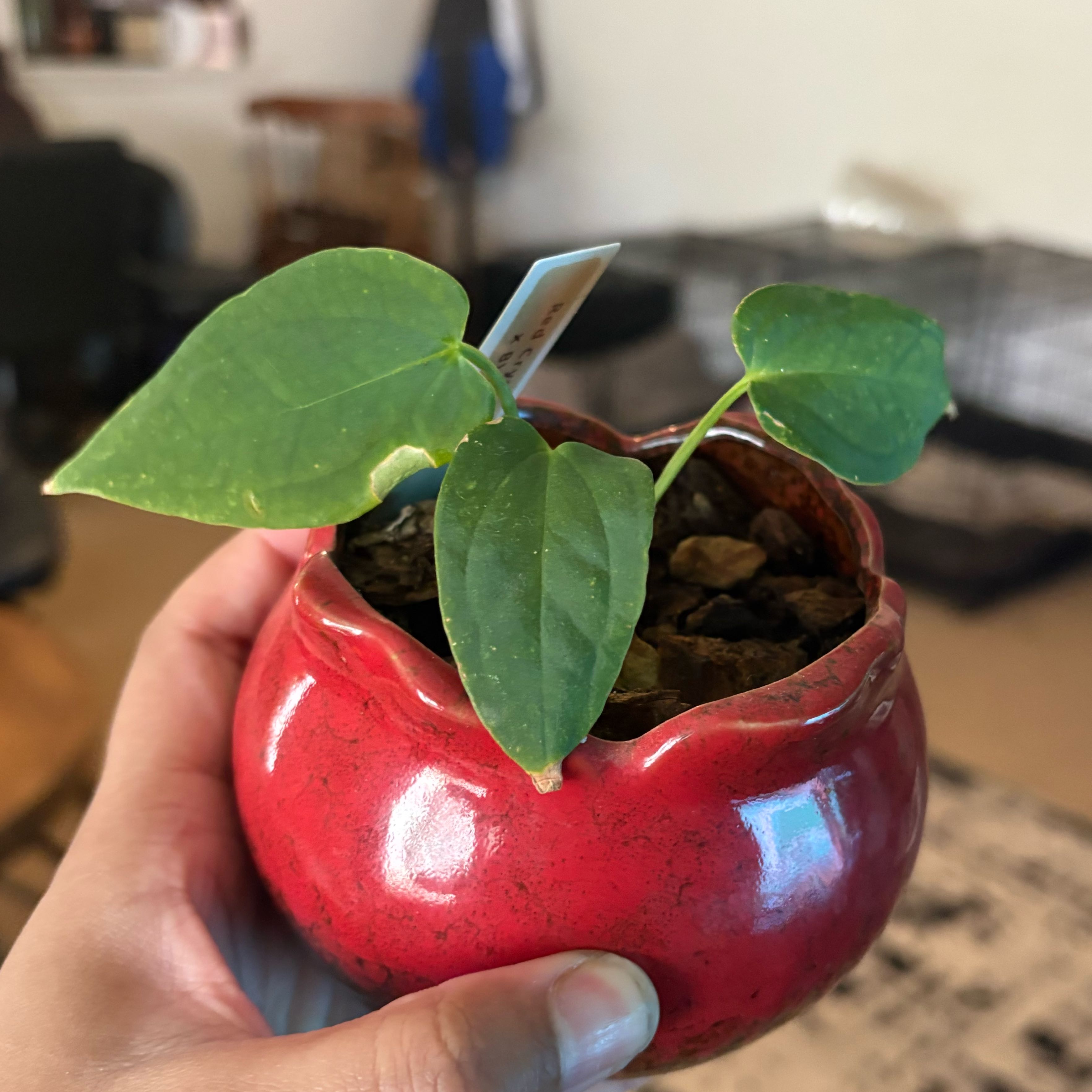 Photo of the plant species Anthurium Red Crystal X BVEP by @IdealLaceflower named Tupot amaroot on Greg, the plant care app