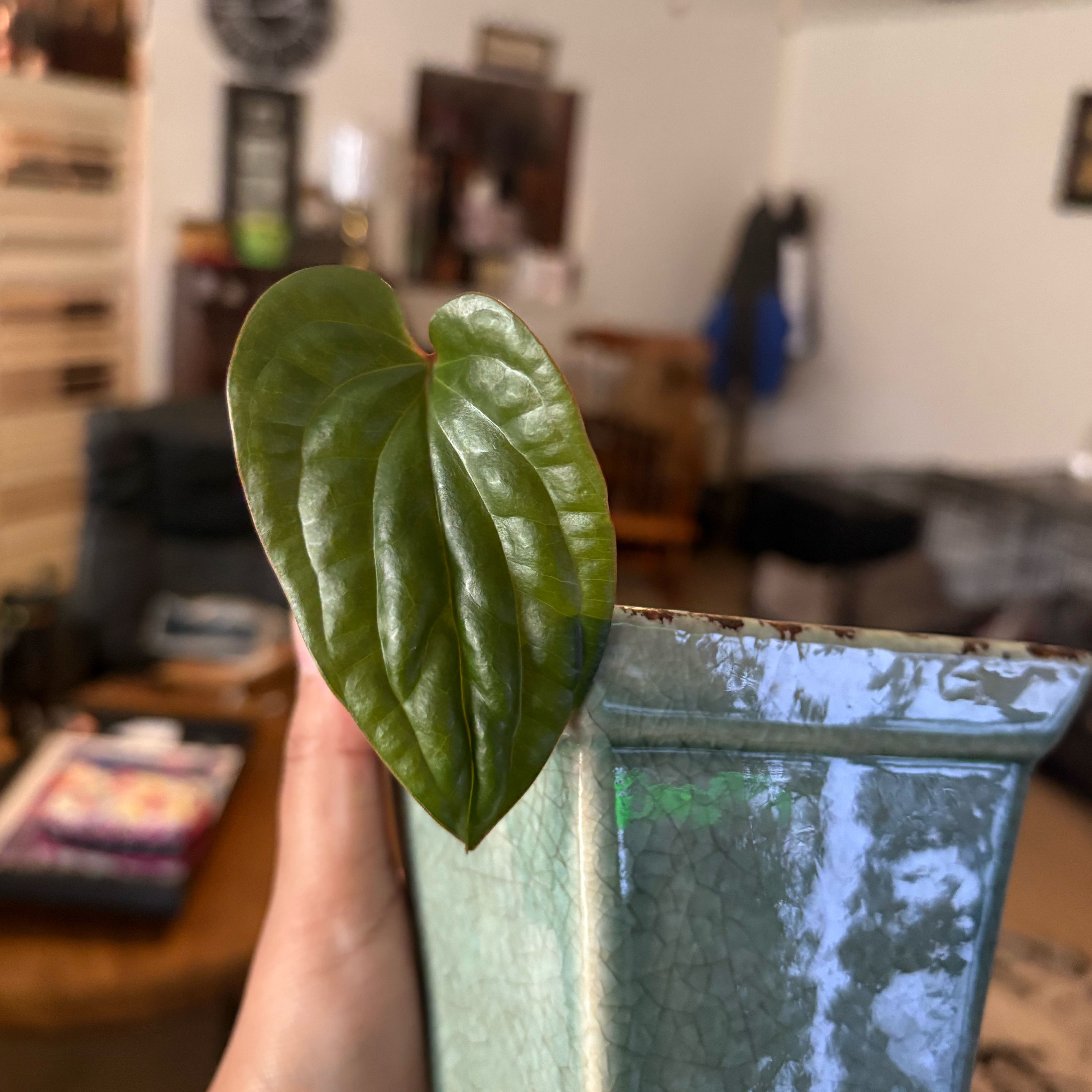 Photo of the plant species Anthurium Radicans x Luxurians by @IdealLaceflower named Navajo on Greg, the plant care app