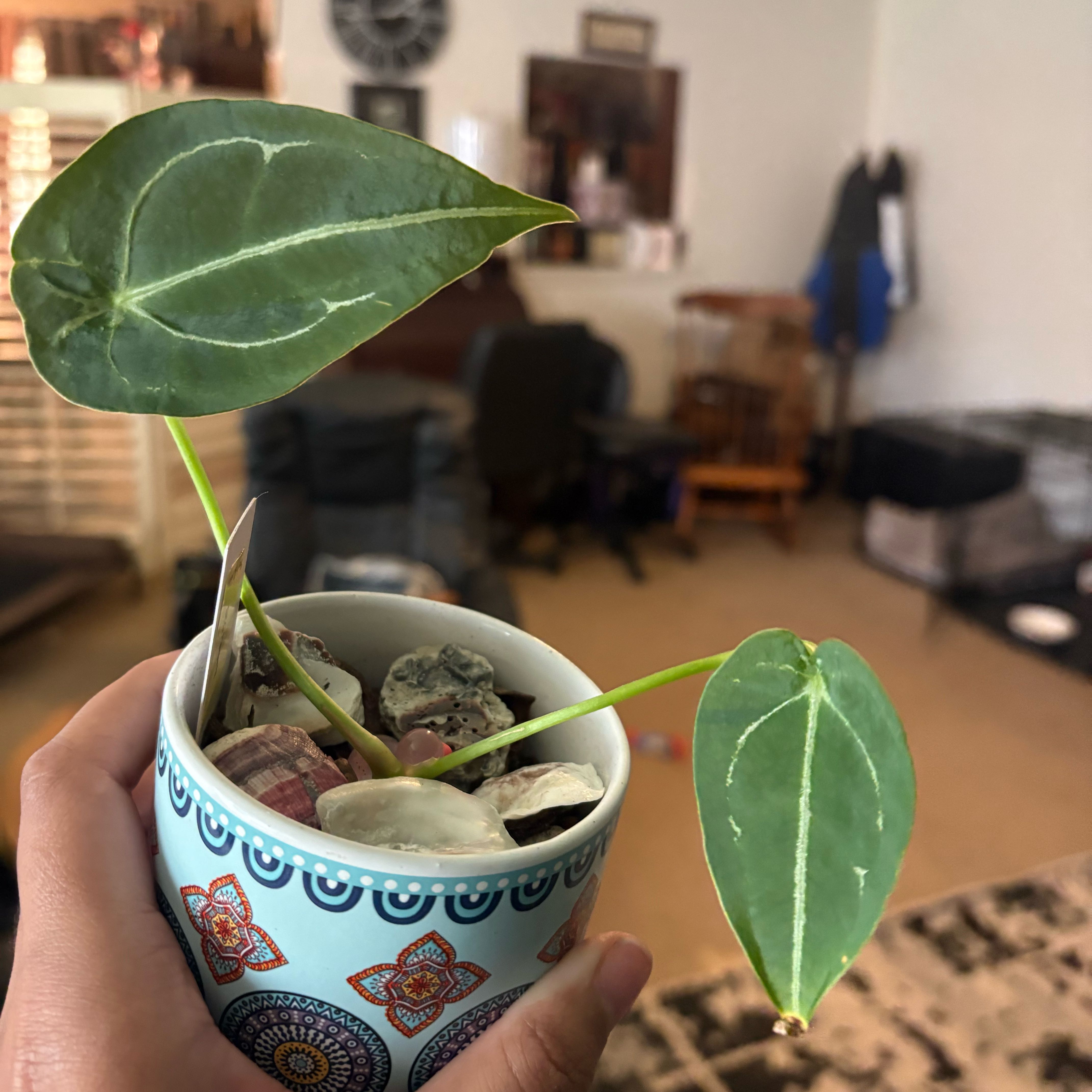 Photo of the plant species Anthurium forgetii by @IdealLaceflower named Oscar on Greg, the plant care app