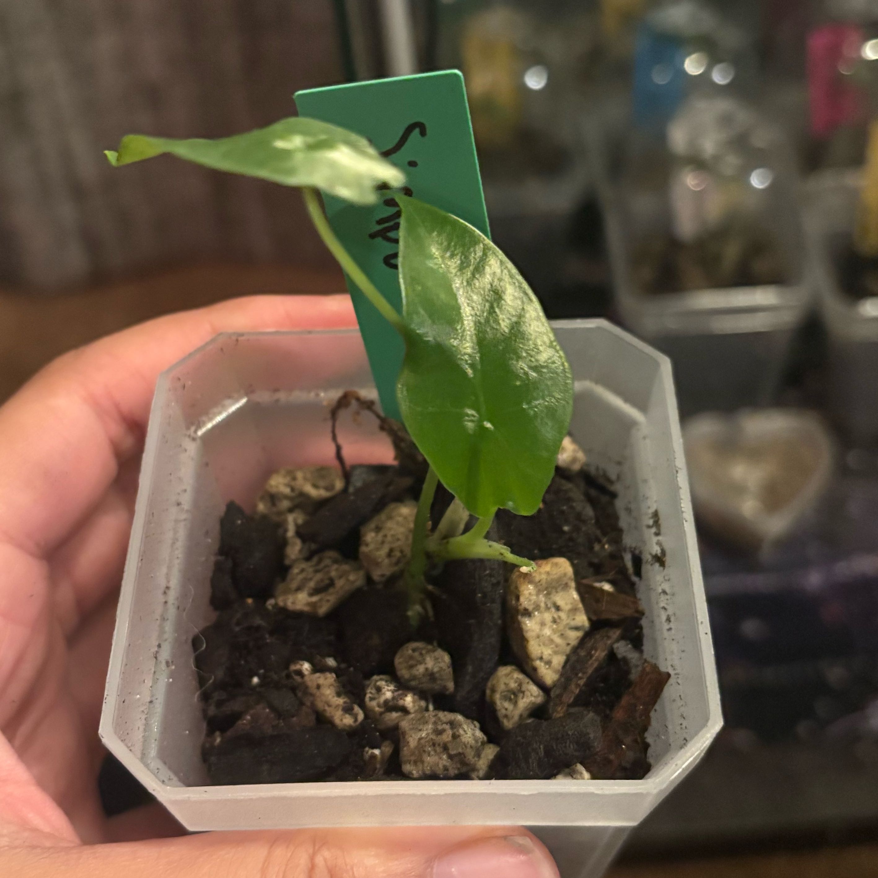 Photo of the plant species Simpo by @IdealLaceflower named Eva on Greg, the plant care app