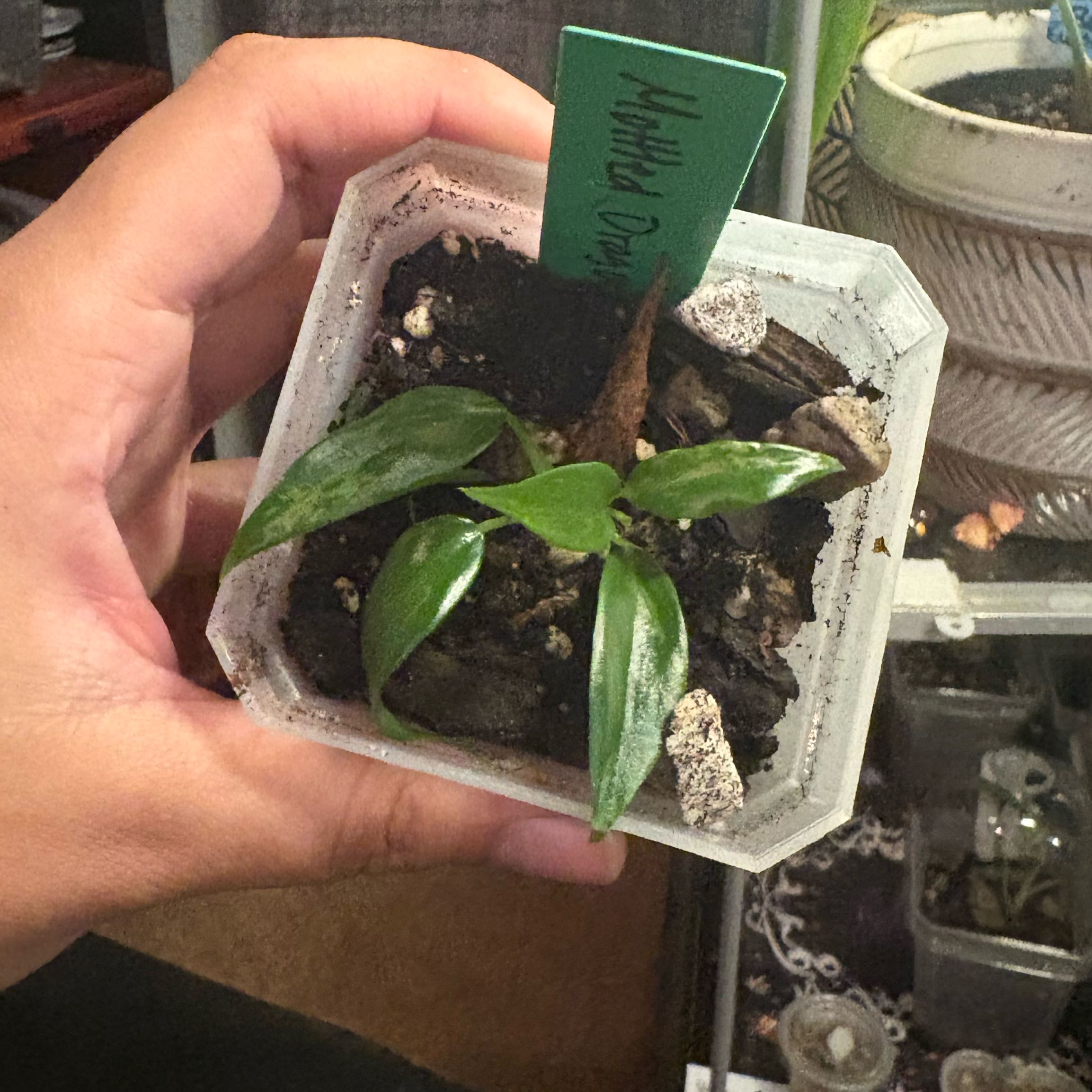 Photo of the plant species Philodendron Mottled Dragon by @IdealLaceflower named Zeus on Greg, the plant care app
