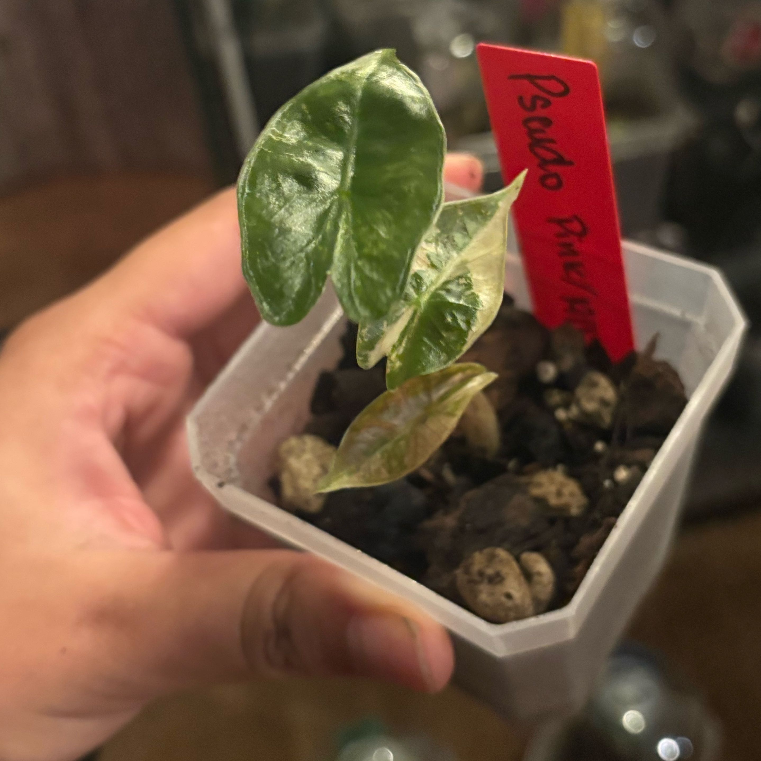 Photo of the plant species Alocasia Pink by @IdealLaceflower named Sherlock on Greg, the plant care app