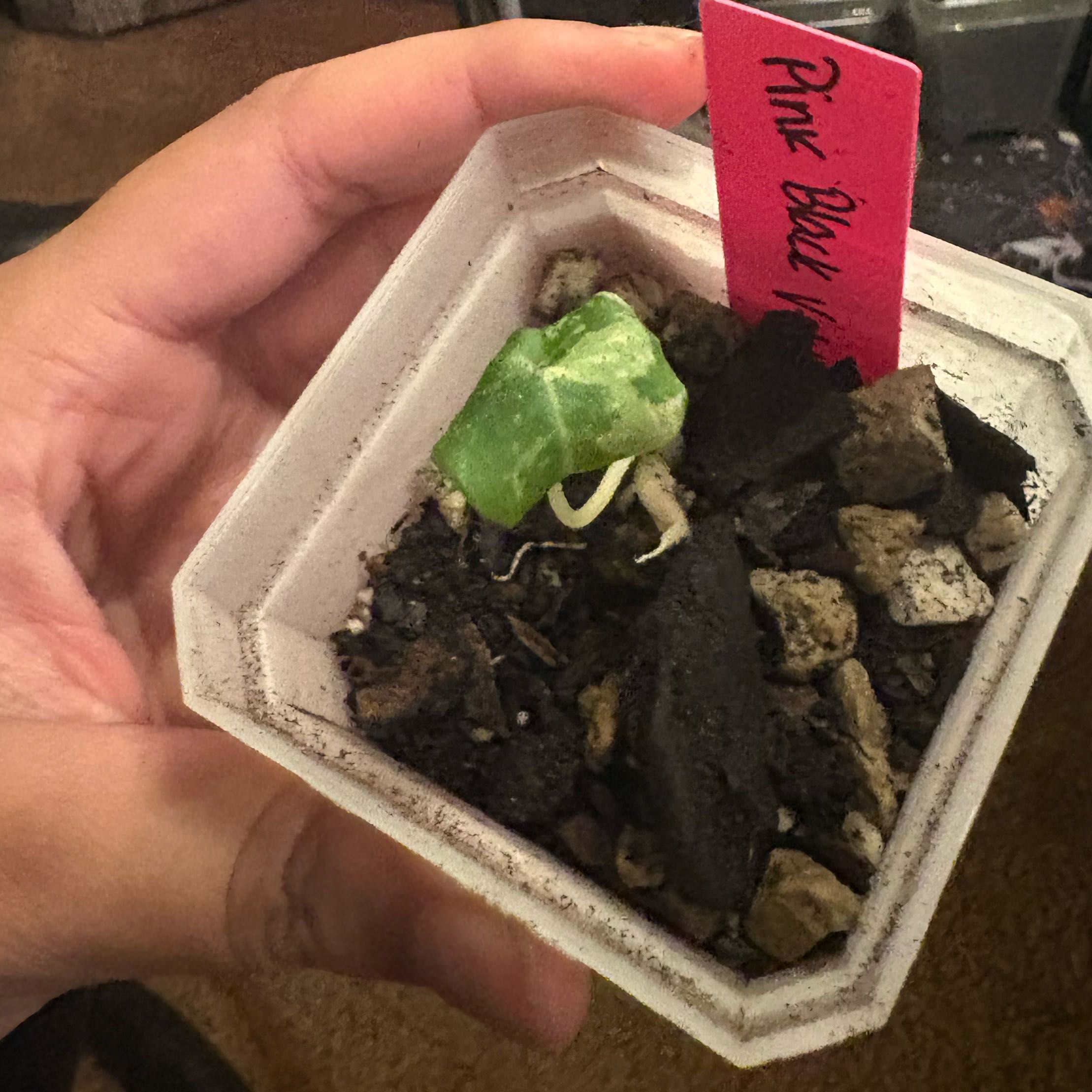 Photo of the plant species Alocasia Pink Black Velvet by @IdealLaceflower named Aristotle on Greg, the plant care app