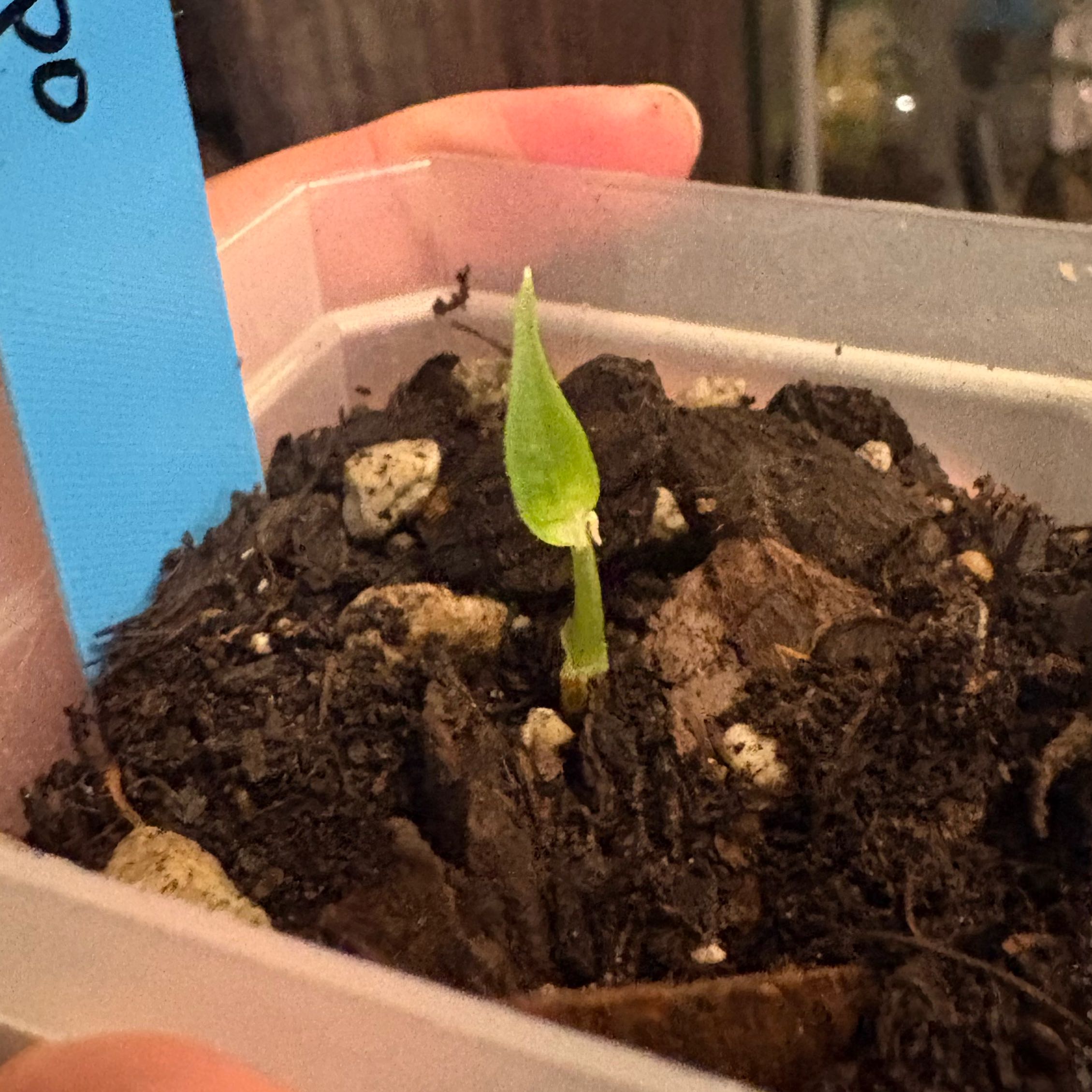 Photo of the plant species Alocasia Simpo Albo by @IdealLaceflower named ChloroPhil on Greg, the plant care app