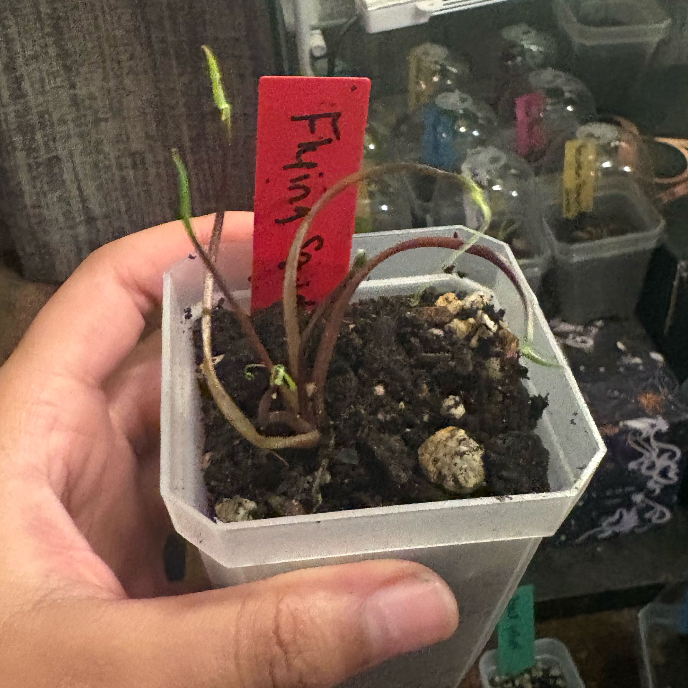 Photo of the plant species Flying Squid by @IdealLaceflower named Sherlock on Greg, the plant care app
