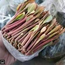 Photo of the plant species Khat by @AlertPoisonivy named Emerson on Greg, the plant care app