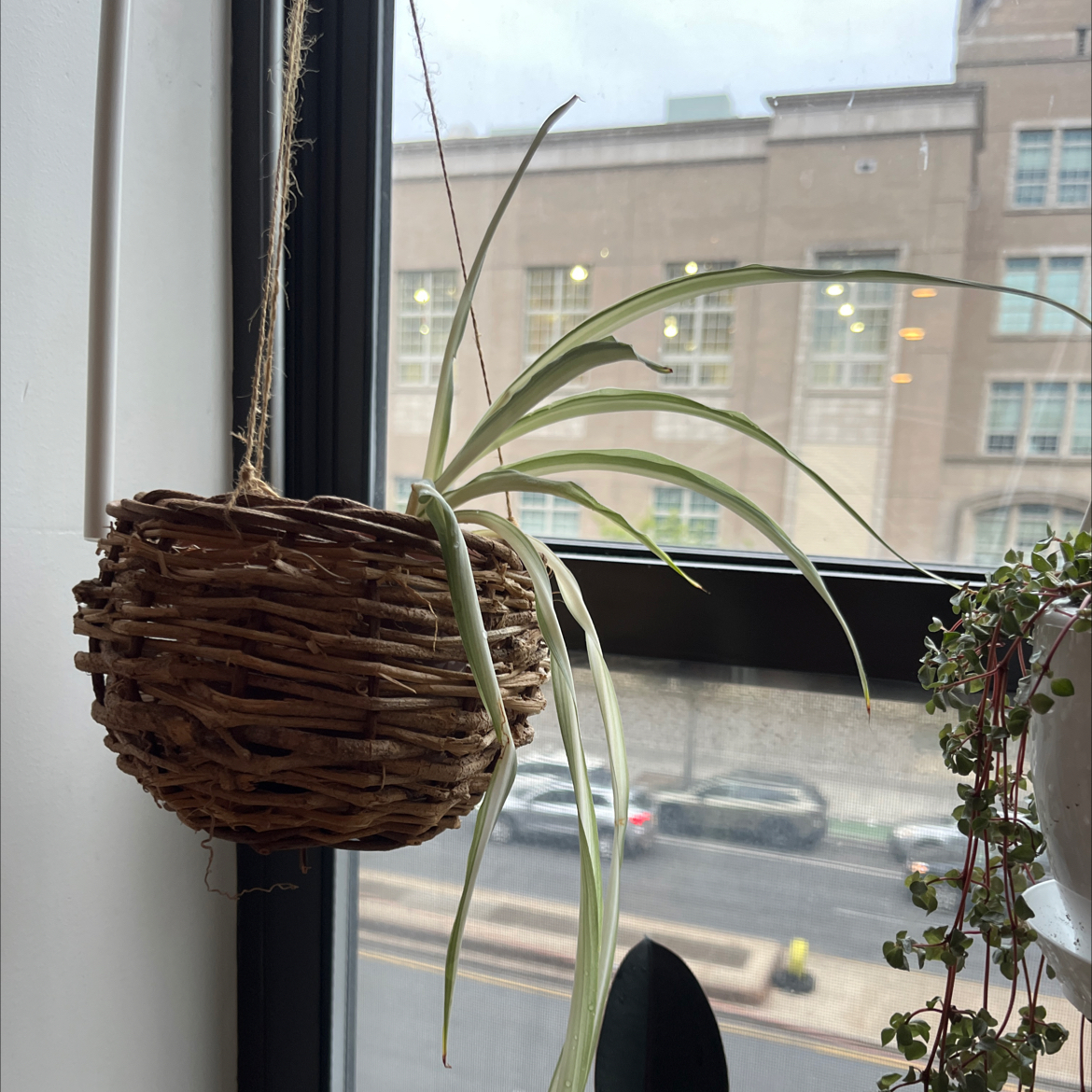 Spider Plant in a hanging wicker basket near a window with some yellowing and browning leaves.