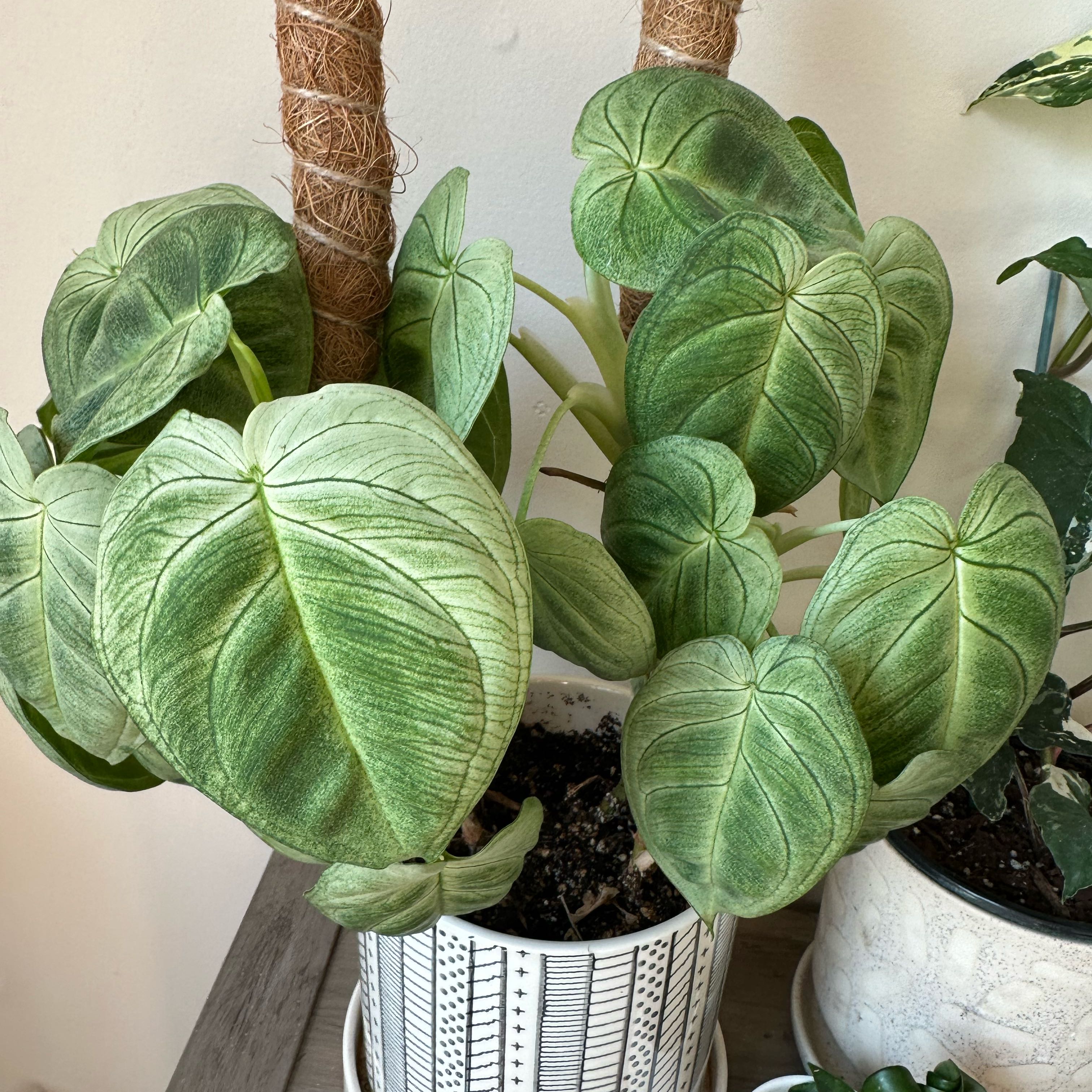 Photo of the plant species Syngonium Frosted Heart by @BentonBluesedge named Athena on Greg, the plant care app