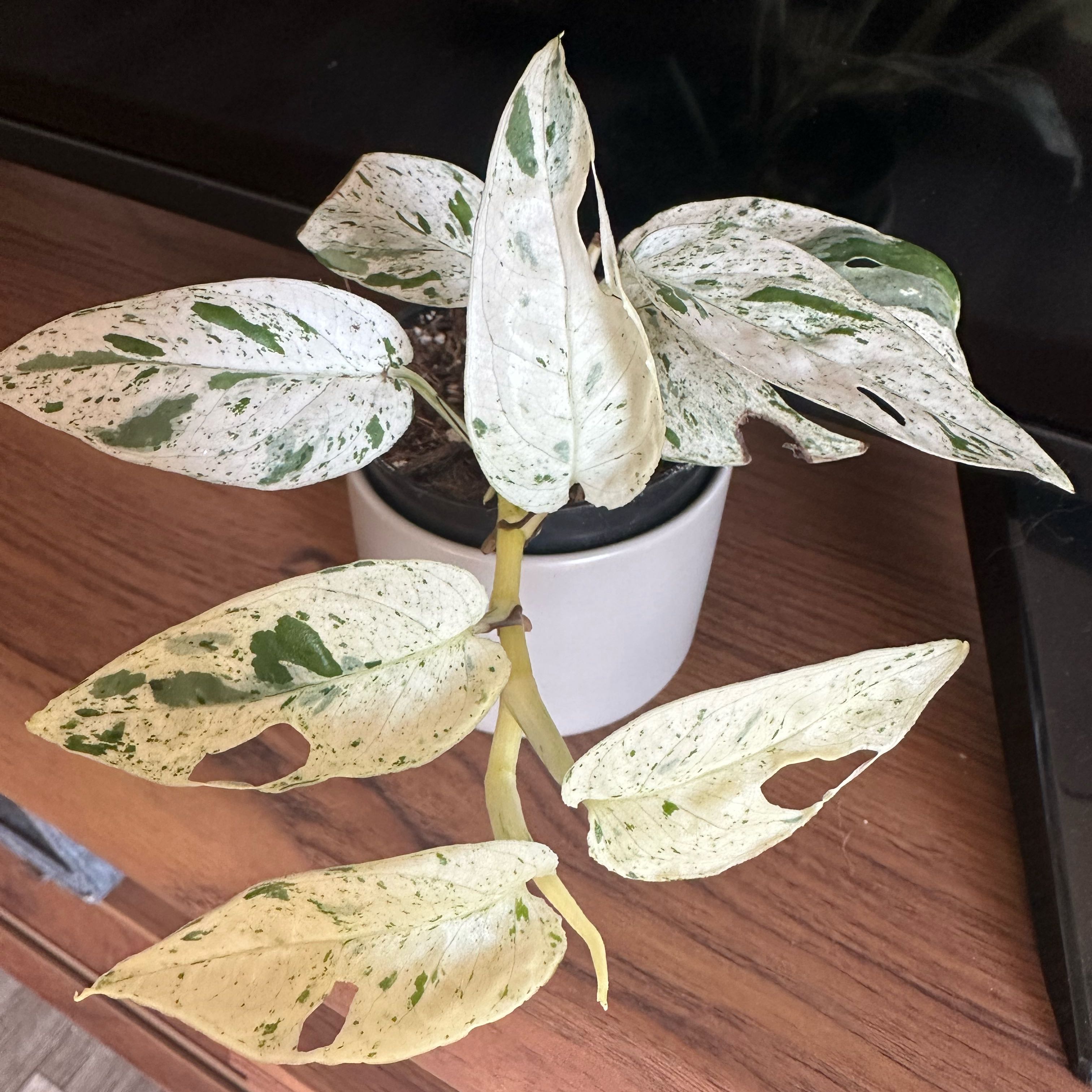 Marble Epipremnum Pinnatum plant with variegated leaves, some with holes, in a pot on a wooden surface.