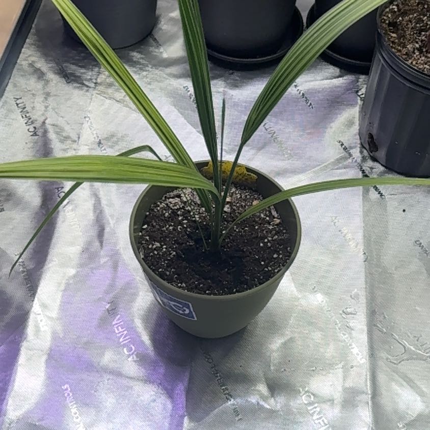 Young Date Palm plant in a pot with visible soil, healthy green leaves.
