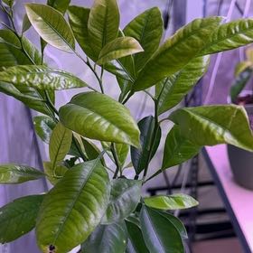 Photo of the plant species Nagami Kumquat by @Emakinci named Captain Plant-it on Greg, the plant care app