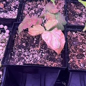 Photo of the plant species Loganberry plant by @Emakinci named Michelle Branch on Greg, the plant care app