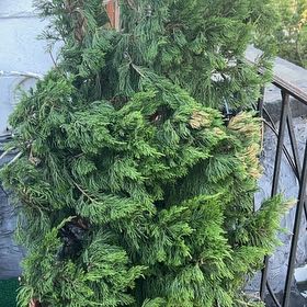 Photo of the plant species Hollywood Juniper by @ChicPalepuma named Captain Plant-it on Greg, the plant care app