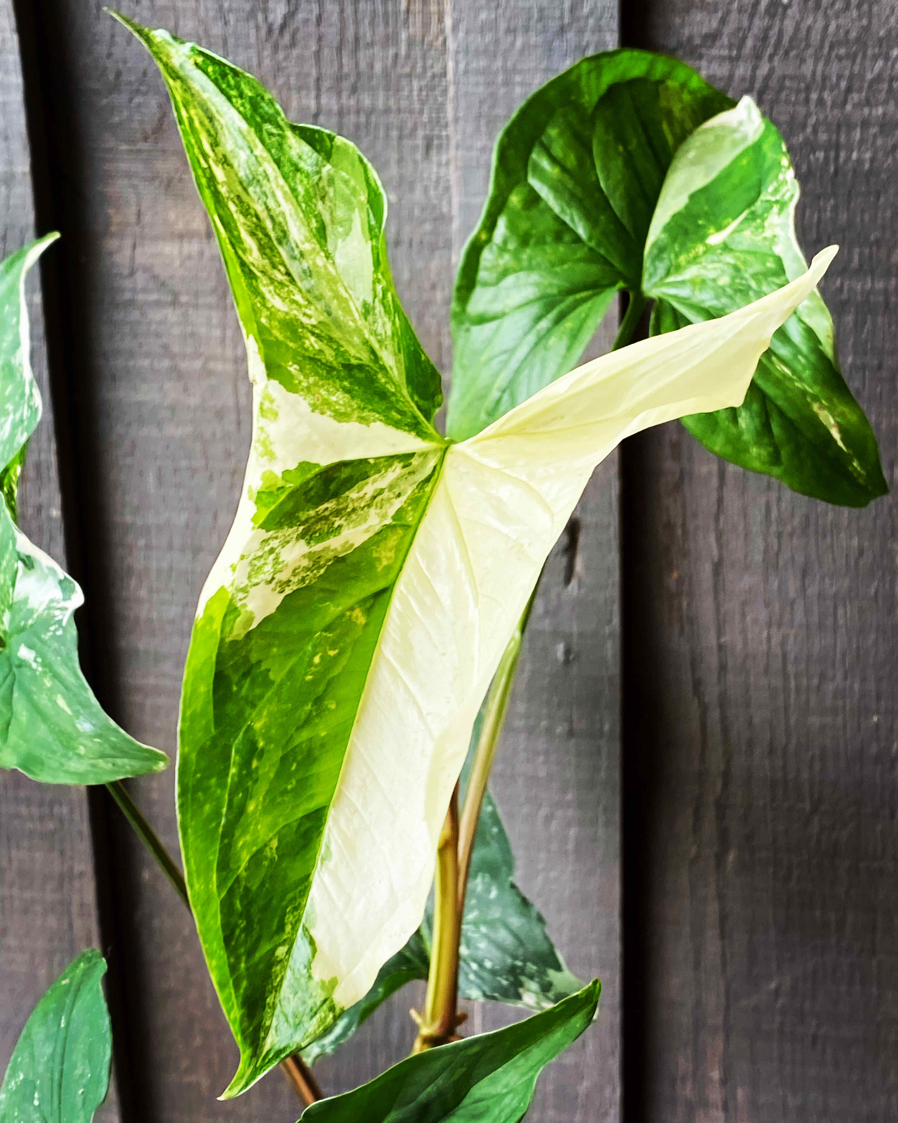Three Kings Syngonium plant with variegated green and white leaves against a wooden background.