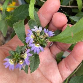 Photo of the plant species Fairy Fan-Flower by @SuperbPyrethrum named Leaf Erickson on Greg, the plant care app