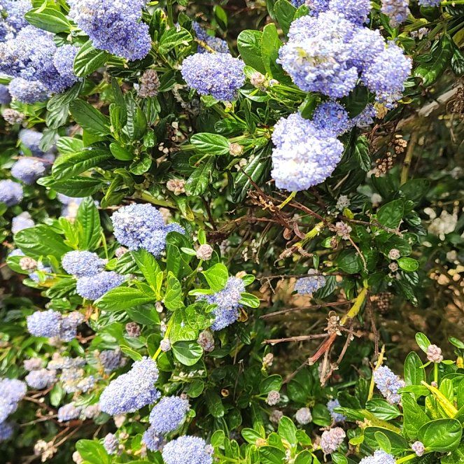 Photo of the plant species Blue Mountain Lilac by @WinLopsidedoat named Pax on Greg, the plant care app