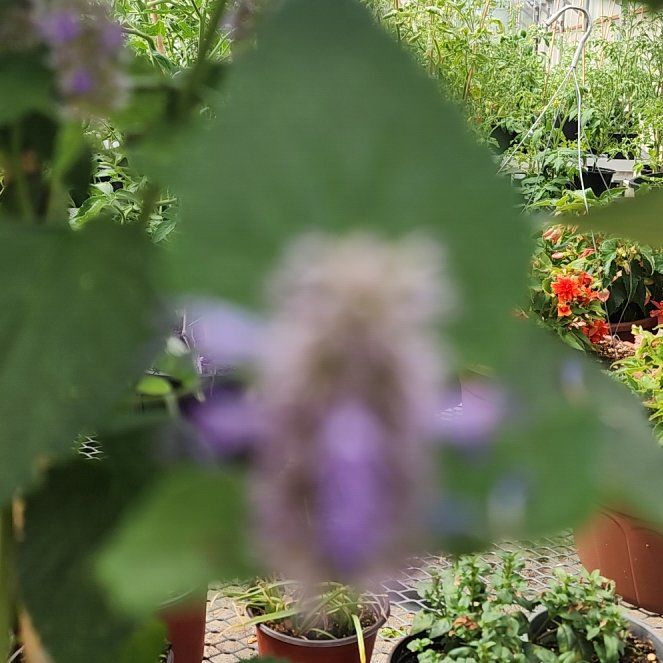 Photo of the plant species Anise-Hyssop by @WinLopsidedoat named Taylor Swift on Greg, the plant care app