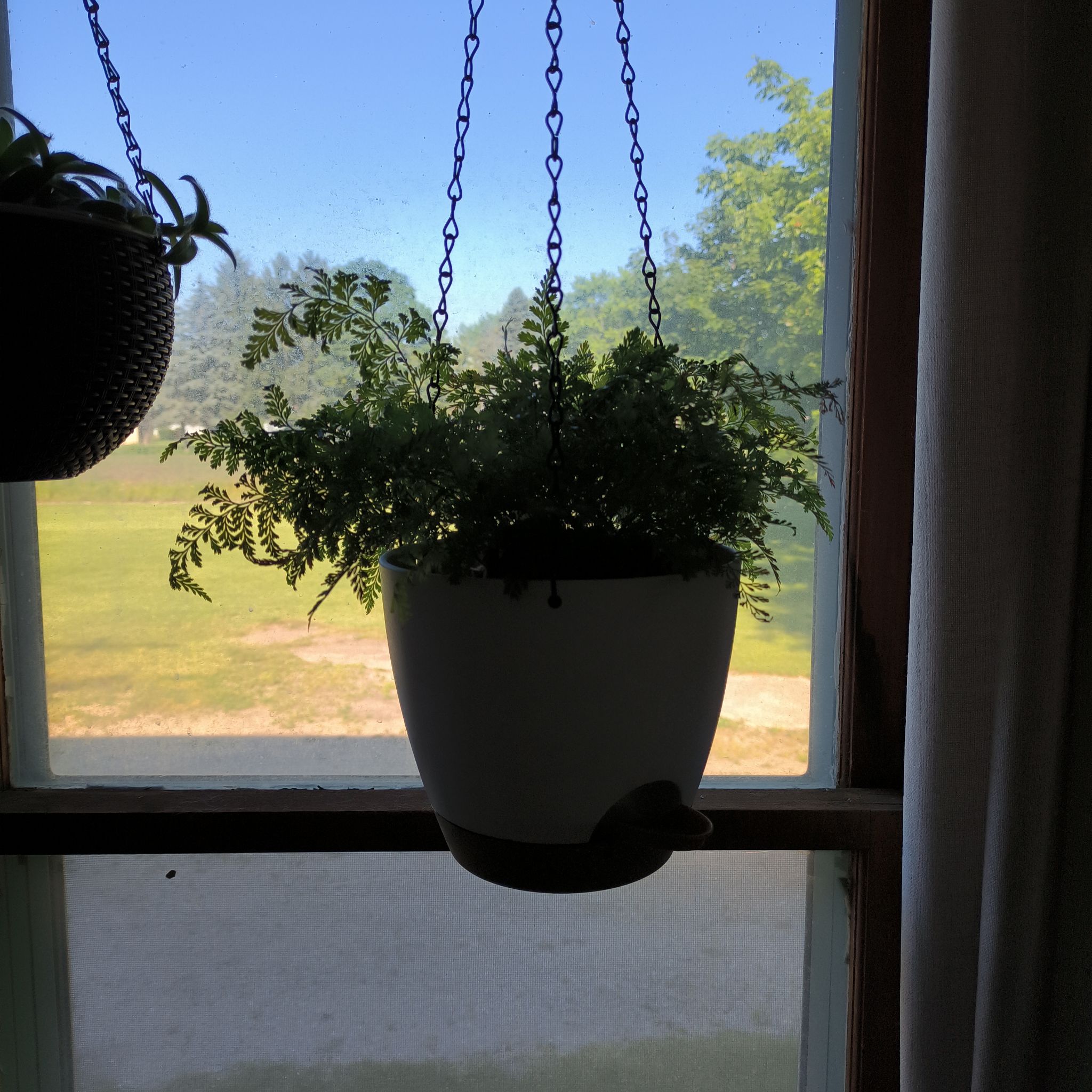 Photo of the plant species Rabbit's Foot by @HeritorCoojong named Bunny on Greg, the plant care app