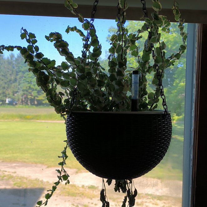 Photo of the plant species Verigated Creeping Fig by @HeritorCoojong named Figgy on Greg, the plant care app