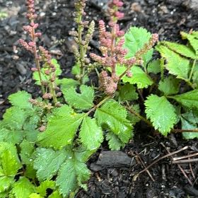 Photo of the plant species Astilbe rivularis by @FullMossorchid named Stella on Greg, the plant care app