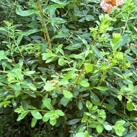 Photo of the plant species Birchleaf Spirea by @FullMossorchid named Gaga on Greg, the plant care app