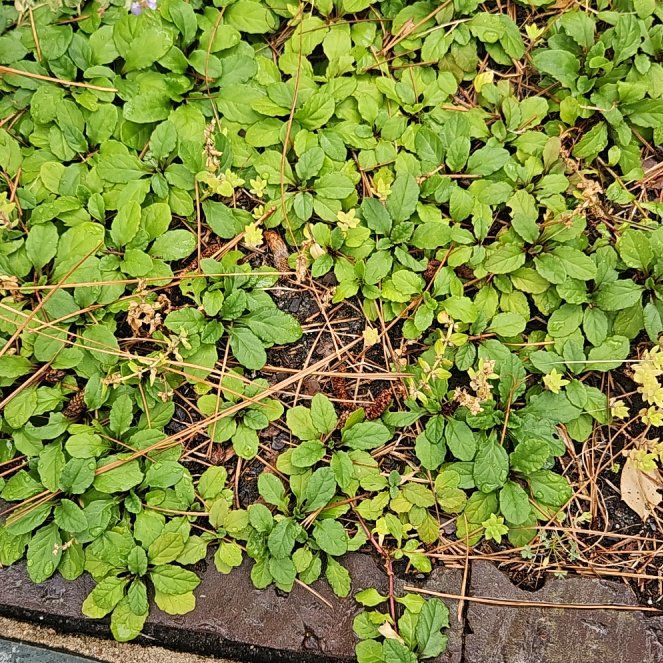 Photo of the plant species Northern Twinflower by @EarlyBluepearl named Hamilton on Greg, the plant care app