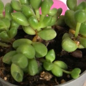 Photo of the plant species Crassula elegans by @PoeticLungwort named Keanu Leaves on Greg, the plant care app
