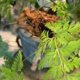 Photo of the plant species Rabbit's Foot by @RadTallverbena named Morgan Treeman on Greg, the plant care app