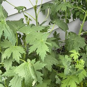 Photo of the plant species Delphinum by @FreeCapesundew named Bruce Lee on Greg, the plant care app