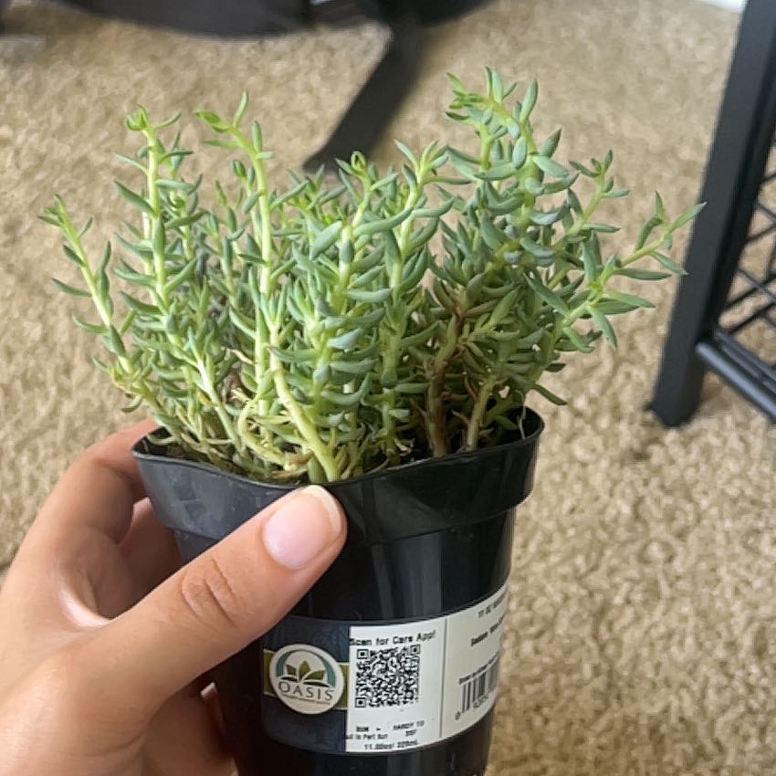 Photo of the plant species Sedum reflexum 'Blue Spruce' by @ProfessorRedash named Mochi on Greg, the plant care app