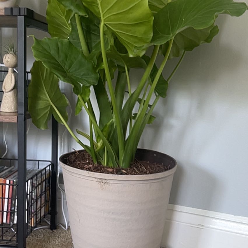 Photo of the plant species Alocasia California by @ProfessorRedash named Muhammad Ali on Greg, the plant care app