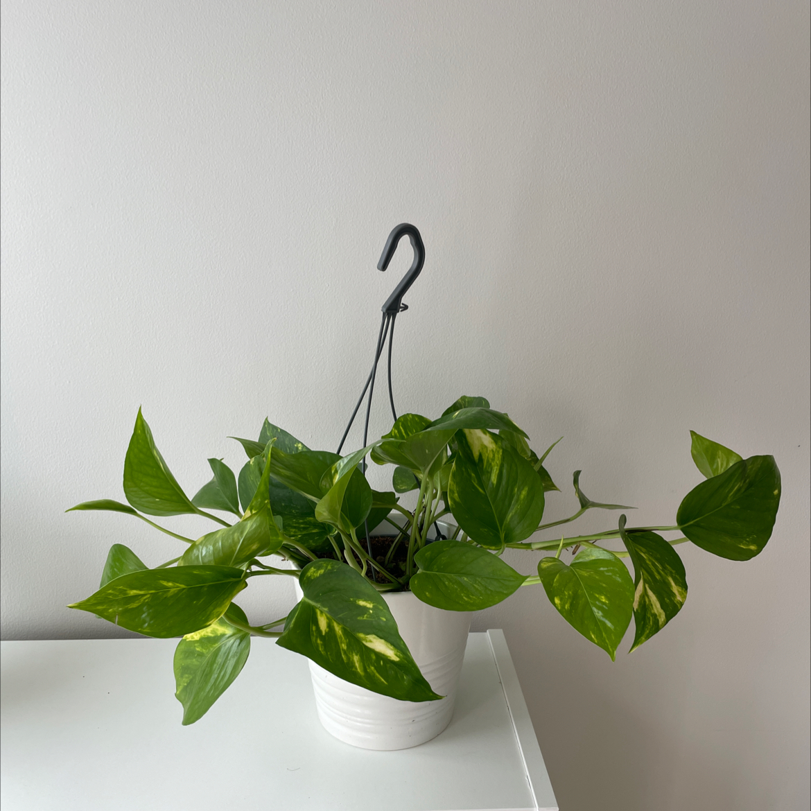 Taro Vine plant photo by @miriamlatona named Ian on Greg, the plant care app.