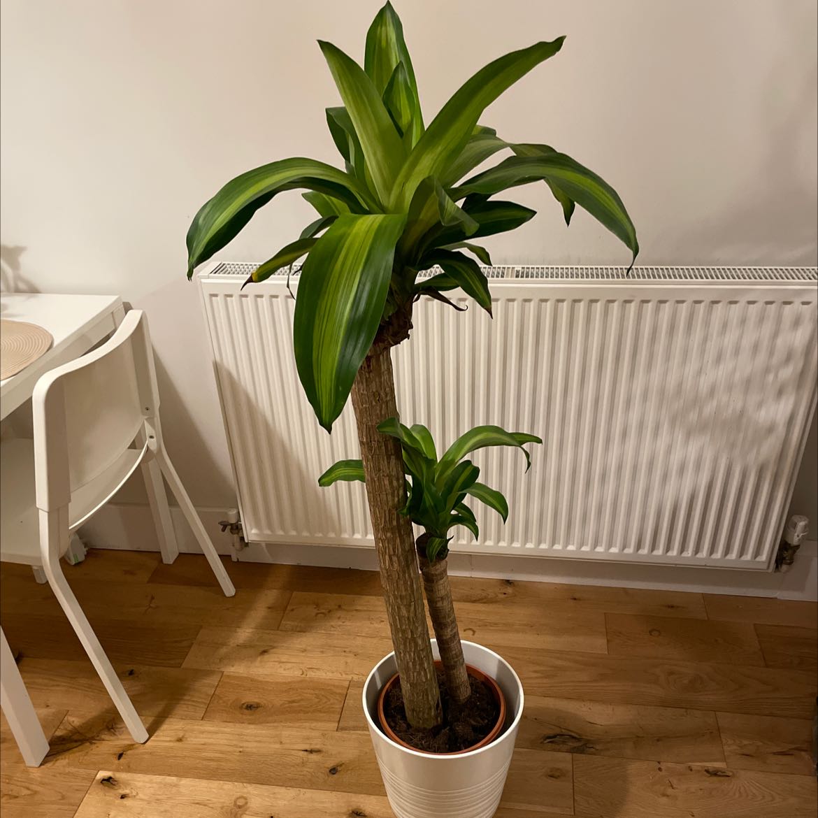Dracaena Massangeana plant in a white pot indoors, healthy green leaves.