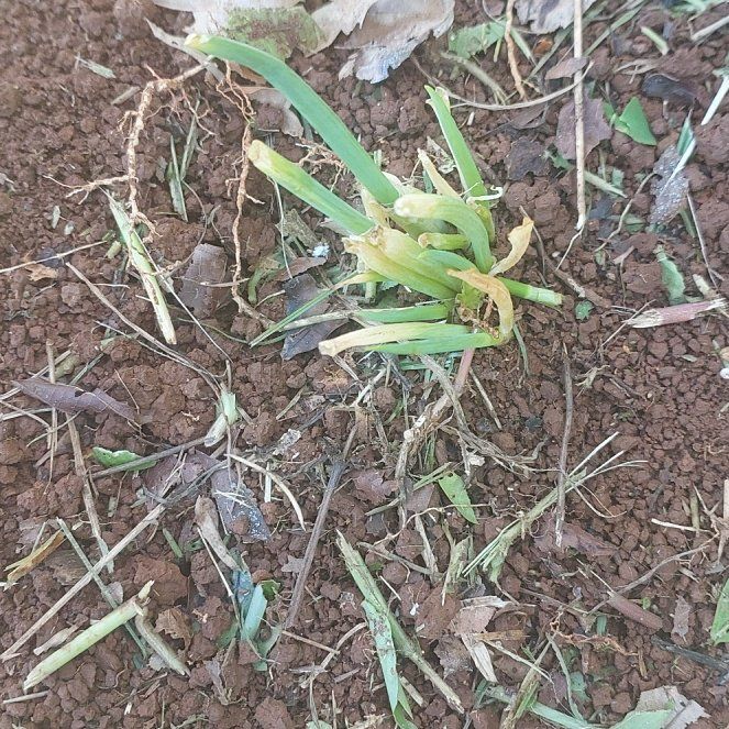Photo of the plant species Carrot Fern by @GleamingFreesia named Einstein on Greg, the plant care app