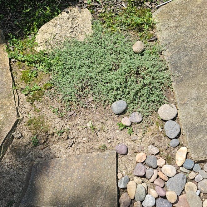 Photo of the plant species Strathmore Weed by @HipQueenswreath named Coco on Greg, the plant care app