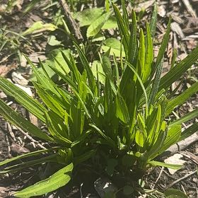 Photo of the plant species Pale Purple Coneflower by @PerkyDouglasfir named Captain Plant-it on Greg, the plant care app