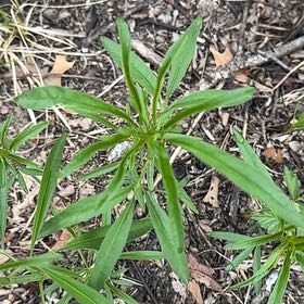 Photo of the plant species Tall Tickseed by @PerkyDouglasfir named Hemingway on Greg, the plant care app