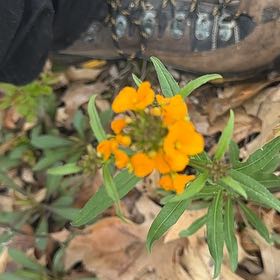 Photo of the plant species Sweetscented Marigold by @PerkyDouglasfir named Fernie Saunders on Greg, the plant care app