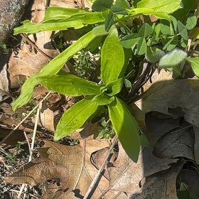 Photo of the plant species Wild Blue Phlox by @PerkyDouglasfir named Kylie on Greg, the plant care app