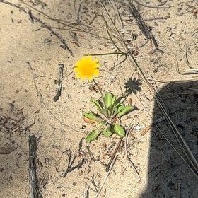 Photo of the plant species Cat's Ear by @PerkyDouglasfir named Pax on Greg, the plant care app