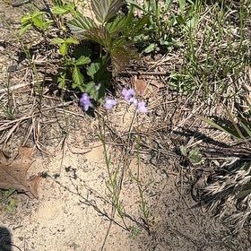 Photo of the plant species Texas Vervain by @PerkyDouglasfir named Cleopatra on Greg, the plant care app