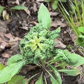 Photo of the plant species Redvein Dock by @PerkyDouglasfir named Aristotle on Greg, the plant care app